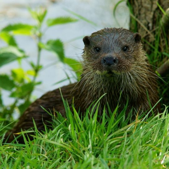 otter surveys