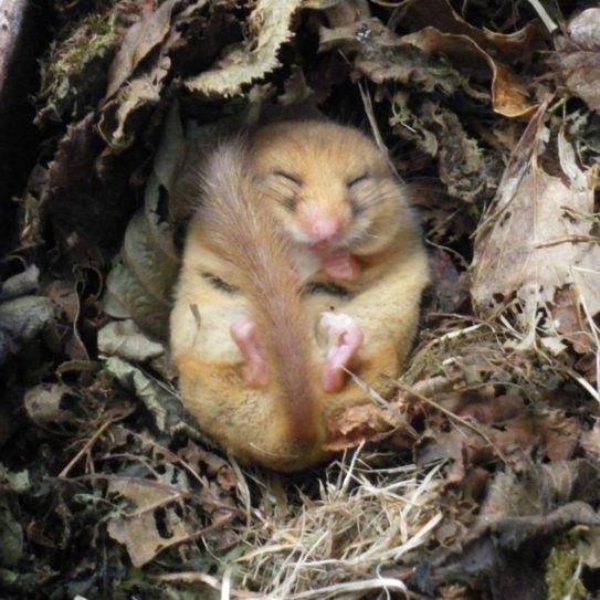 dormouse surveys - Ecology Partners