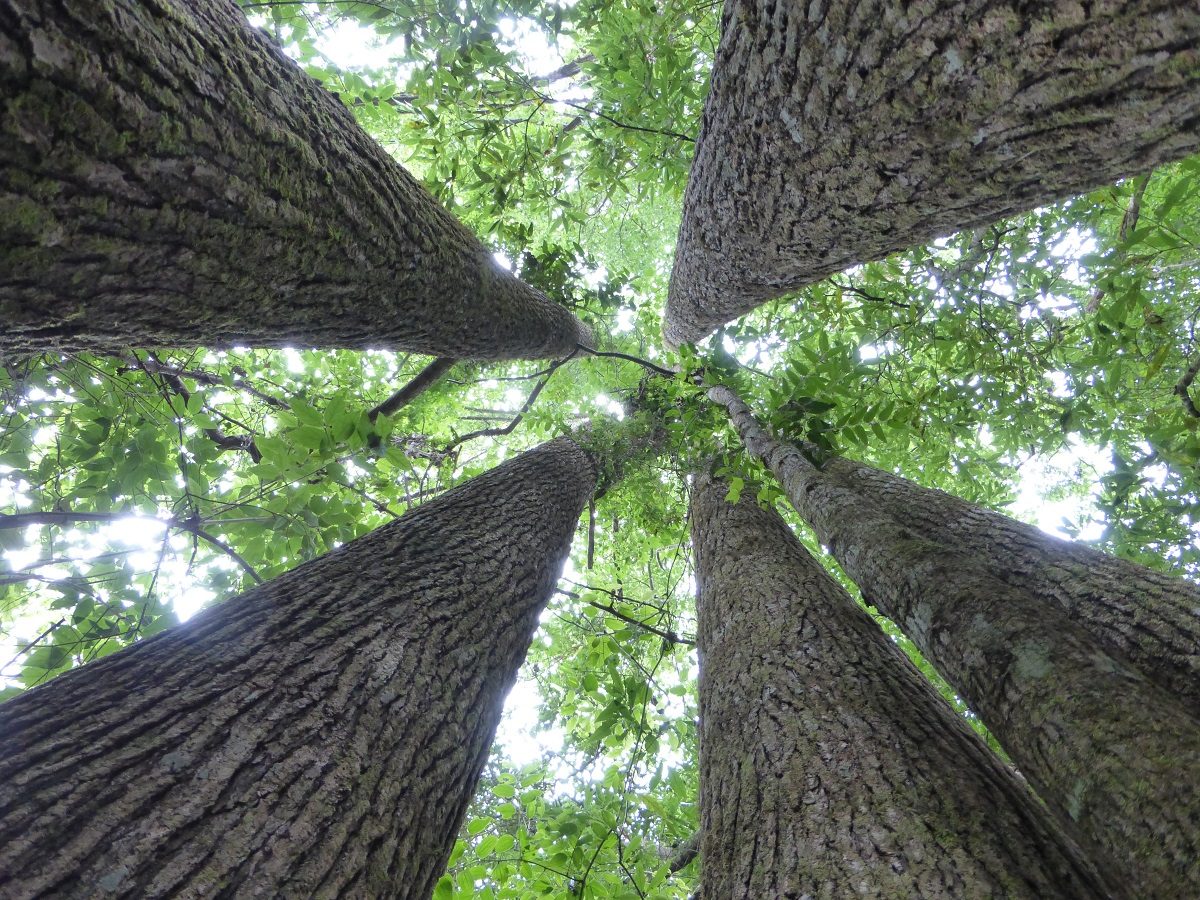 Ecological survey services from Ecology Partners