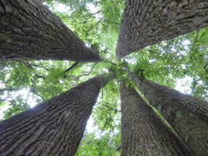 Ecological survey services from Ecology Partners