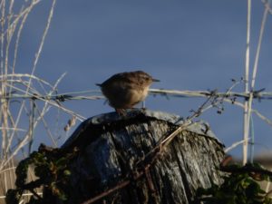 bird surveys
