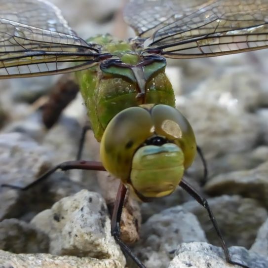 invertebrate surveys
